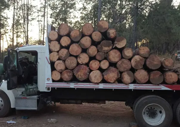 Golpe a los talamontes en Texcaltitlán, aseguran tres camiones y madera ilegal
