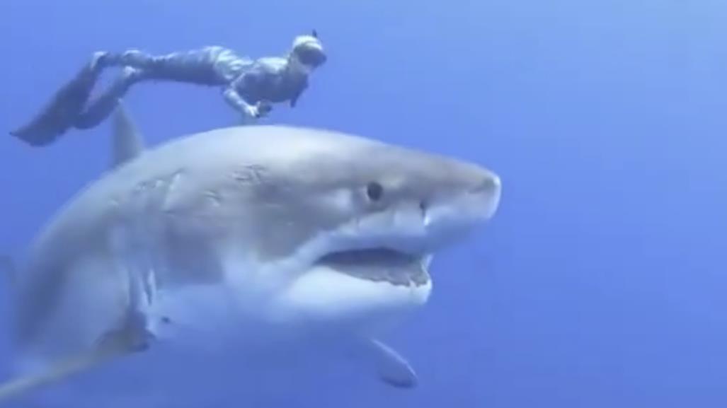 Ocean Ramsey: La reina de los tiburones nada con un gran tiburón blanco