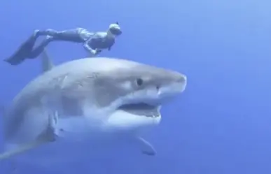 Ocean Ramsey: La reina de los tiburones nada con un gran tiburón blanco