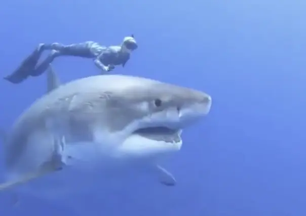 Ocean Ramsey: La reina de los tiburones nada con un gran tiburón blanco