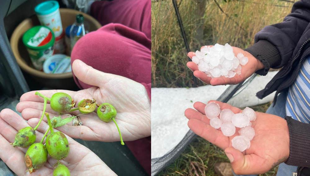 Cultivos de manzana, los más afectados por granizada en Arteaga