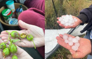 Cultivos de manzana, los más afectados por granizada en Arteaga