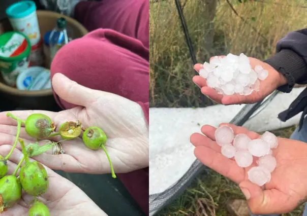 Cultivos de manzana, los más afectados por granizada en Arteaga