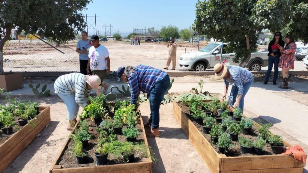 Instalan huerto comunitario y reforestan parque Las Alamedas en Torreón