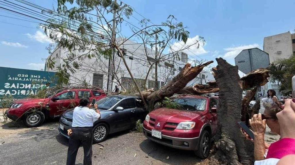 ¡Un árbol de Flamboyán colapsó sobre tres vehículos y una motocicleta!