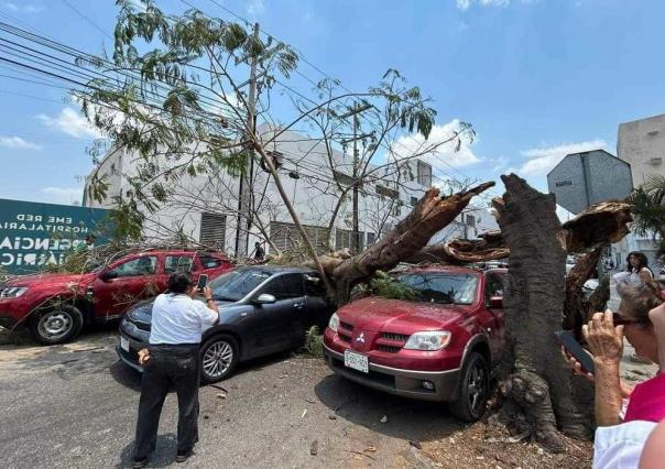 ¡Un árbol de Flamboyán colapsó sobre tres vehículos y una motocicleta!