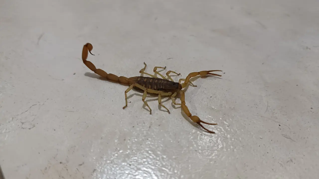 Alacrán de la especie Centruroides Suffusus, este ejemplar es importante para la salud. Foto: Gerardo Lares.