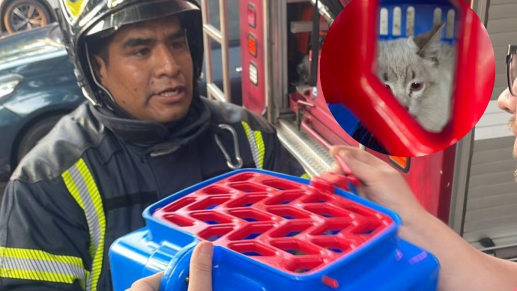 ¡Bomberos héroes!, rescatan a un gato que trepó a un árbol en Benito Juárez