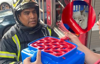 ¡Bomberos héroes!, rescatan a un gato que trepó a un árbol en Benito Juárez