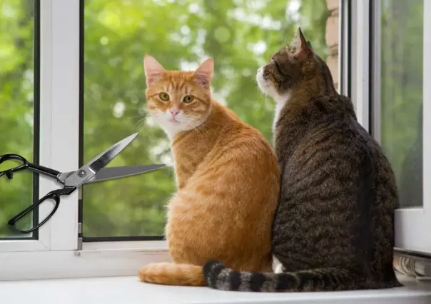 Mata hombre a 76 gatos en Corea del Sur ¿Cuál fue su castigo?