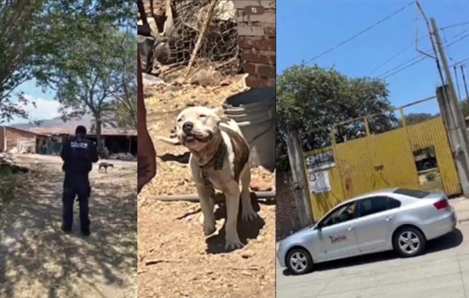 Pitbll ataca a niño de 2 años en Tuxpan, Jalisco. Foto. Captura de Imagen