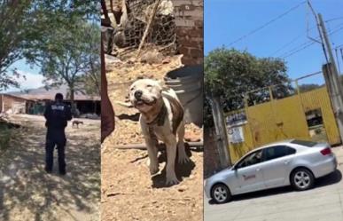 Pitbull mata a niño de 2 años en Tuxpan, Jalisco