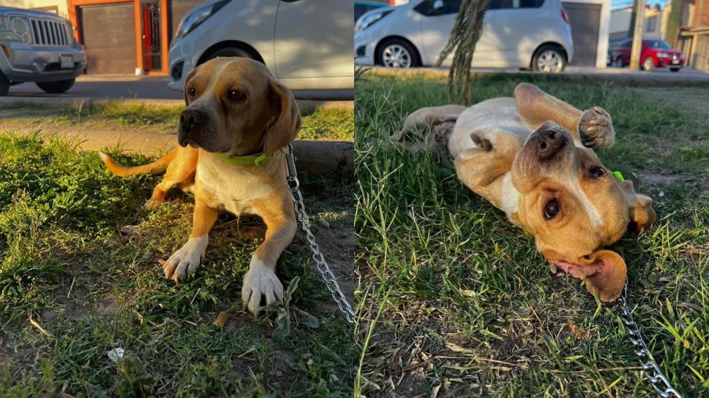 Perrito busca un hogar en donde le den amor