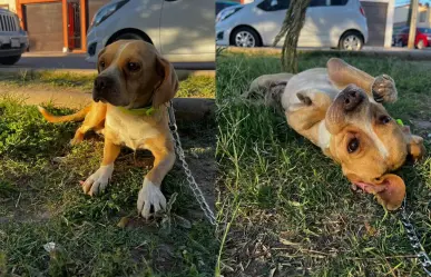 Perrito busca un hogar en donde le den amor