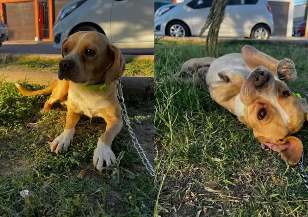 Perrito busca un hogar en donde le den amor