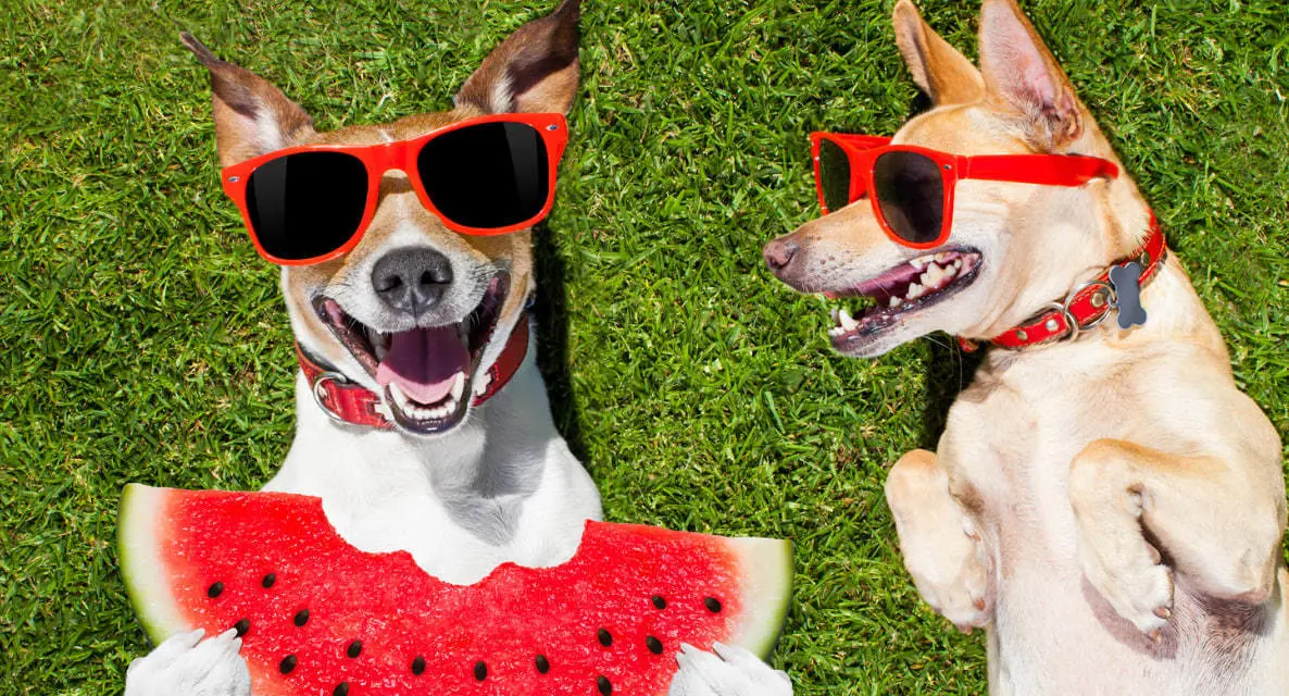 Llaman a los dueños de mascotas a protegerlas ante el calor. (Fotografía: Canva)