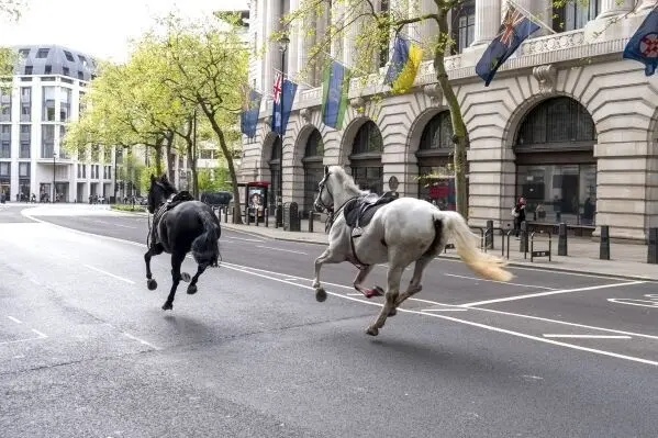 Caballos sueltos siembran el caos en Londres (VIDEO)