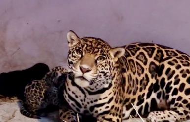 Conoce a los tres cachorros de jaguar, que acaban de nacer en Chapultepec