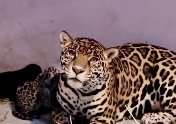 Conoce a los tres cachorros de jaguar, que acaban de nacer en Chapultepec