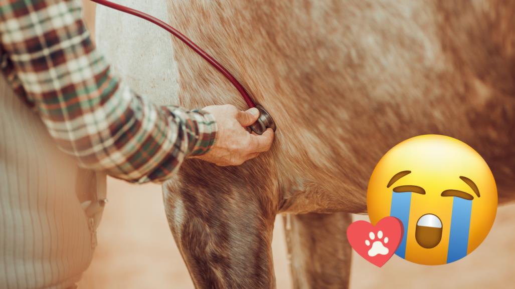 ¡Llegó por un baño y salió sin caminar! Presunto caso de negligencia canina 