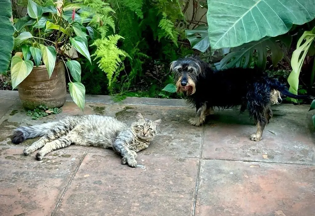 Jornada de esterilización canina y felina llegará a Chicxulub