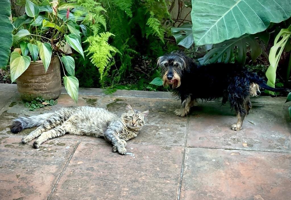 Se espera atender a un total de 100 mascotas Fotos: Irving Gil y Alejandra Vargas