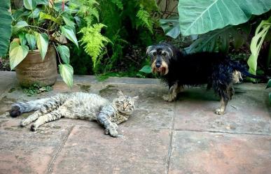 Jornada de esterilización canina y felina llegará a Chicxulub