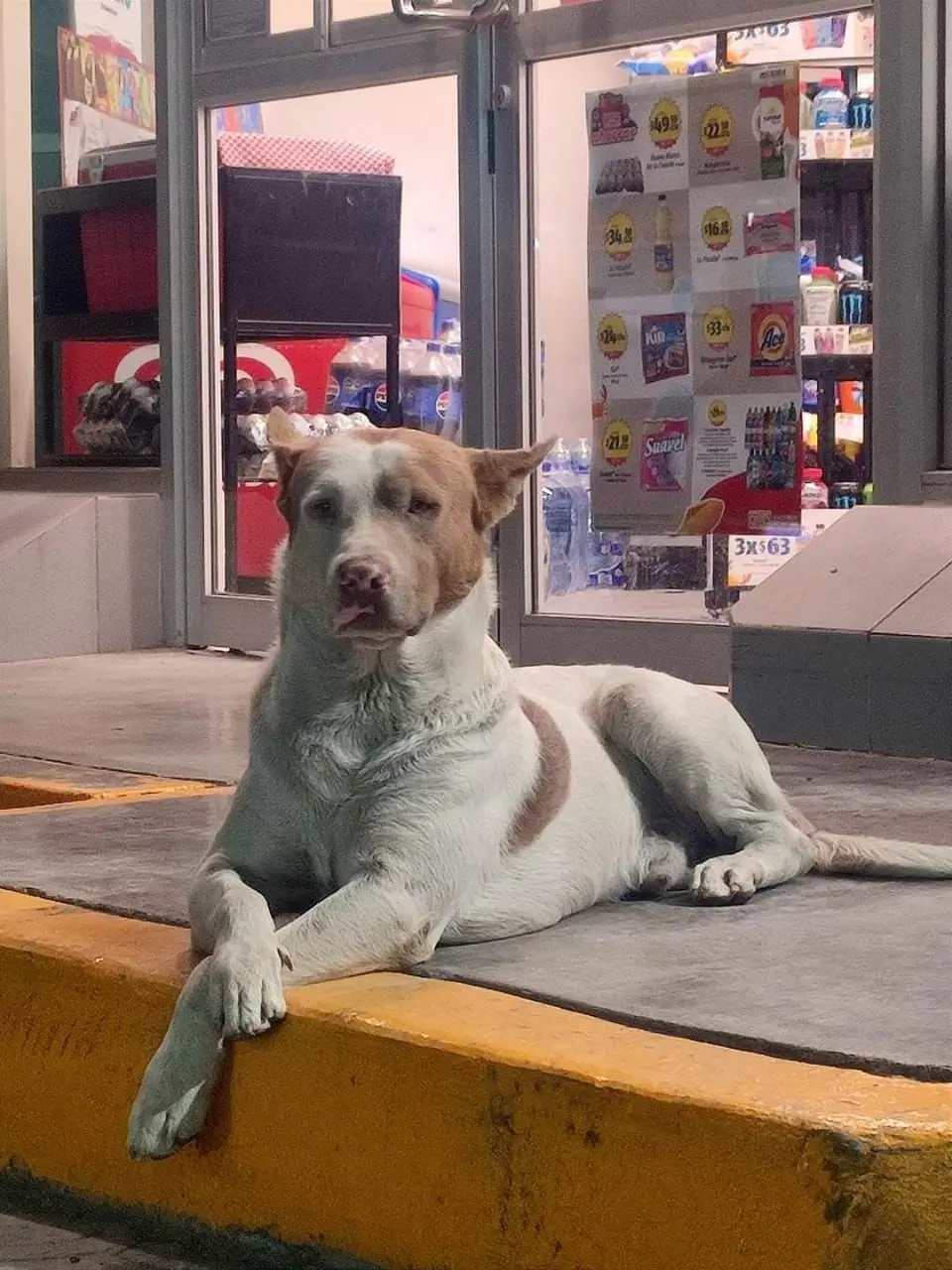 Niño el perrito que se hizo viral en redes sociales está perdido. Foto: redes sociales