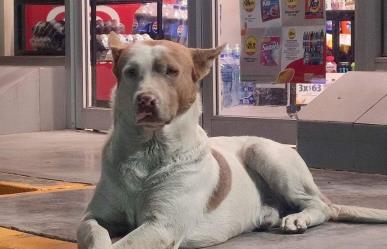 Perdido Niño, el perrito que se ganó el corazón de todo Tamaulipas