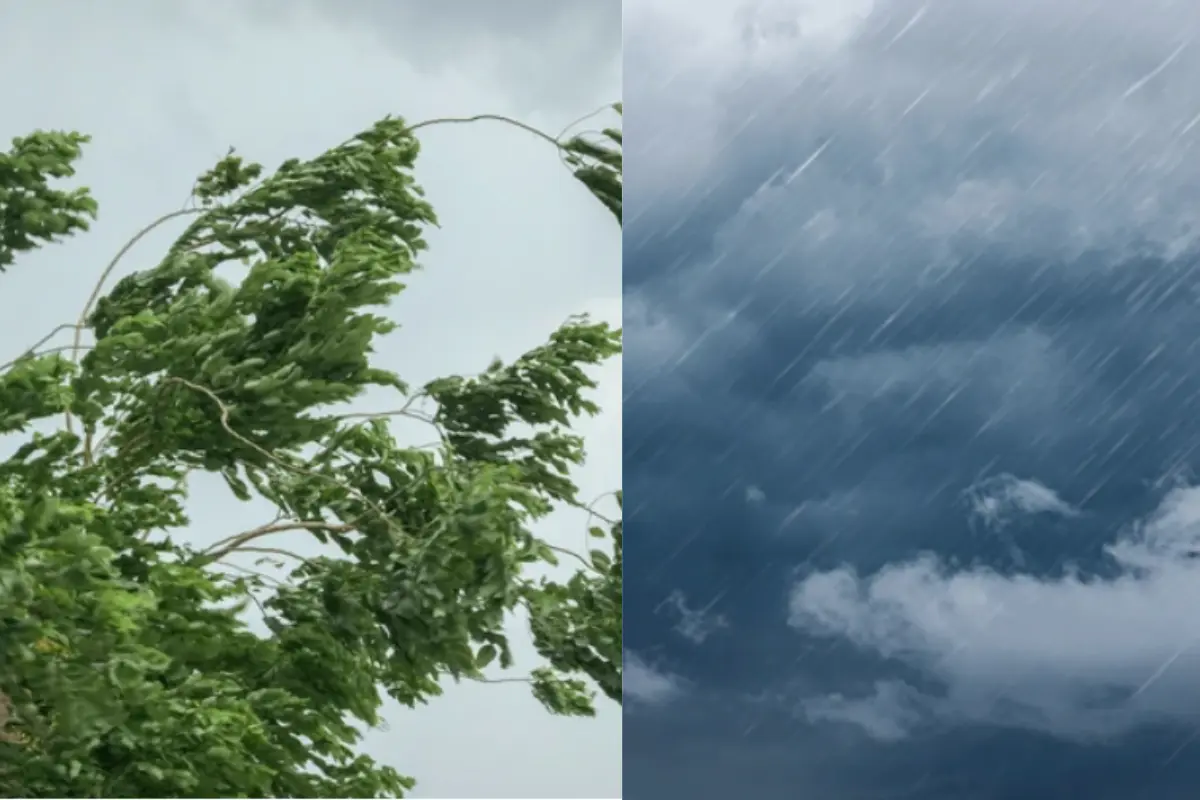 Arbol golpeado por viento fuerte y cielo nublado mientras cae agua. Foto: Especial