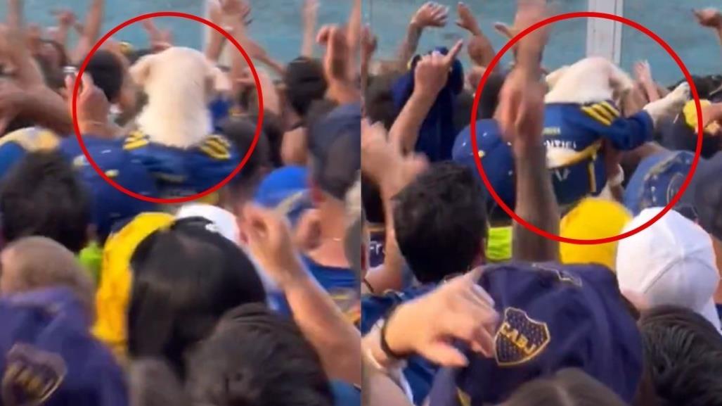 Perrito animó a Boca Juniors en las gradas (VIDEO)