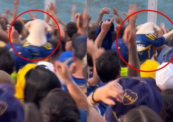 Perrito animó a Boca Juniors en las gradas (VIDEO)