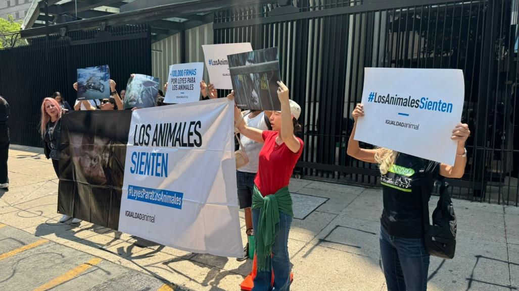 ¡Igualdad animal!, activistas protestan tras sacrificio de gallina en Senado