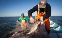 Pescadores denuncian que hay pesca furtiva en Celestún
