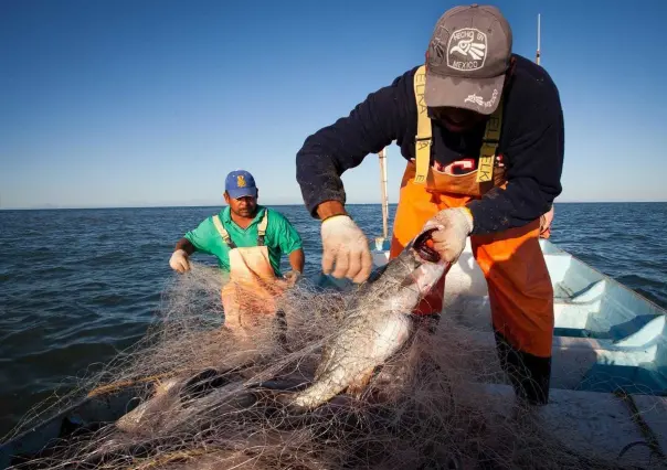 Pescadores denuncian que hay pesca furtiva en Celestún