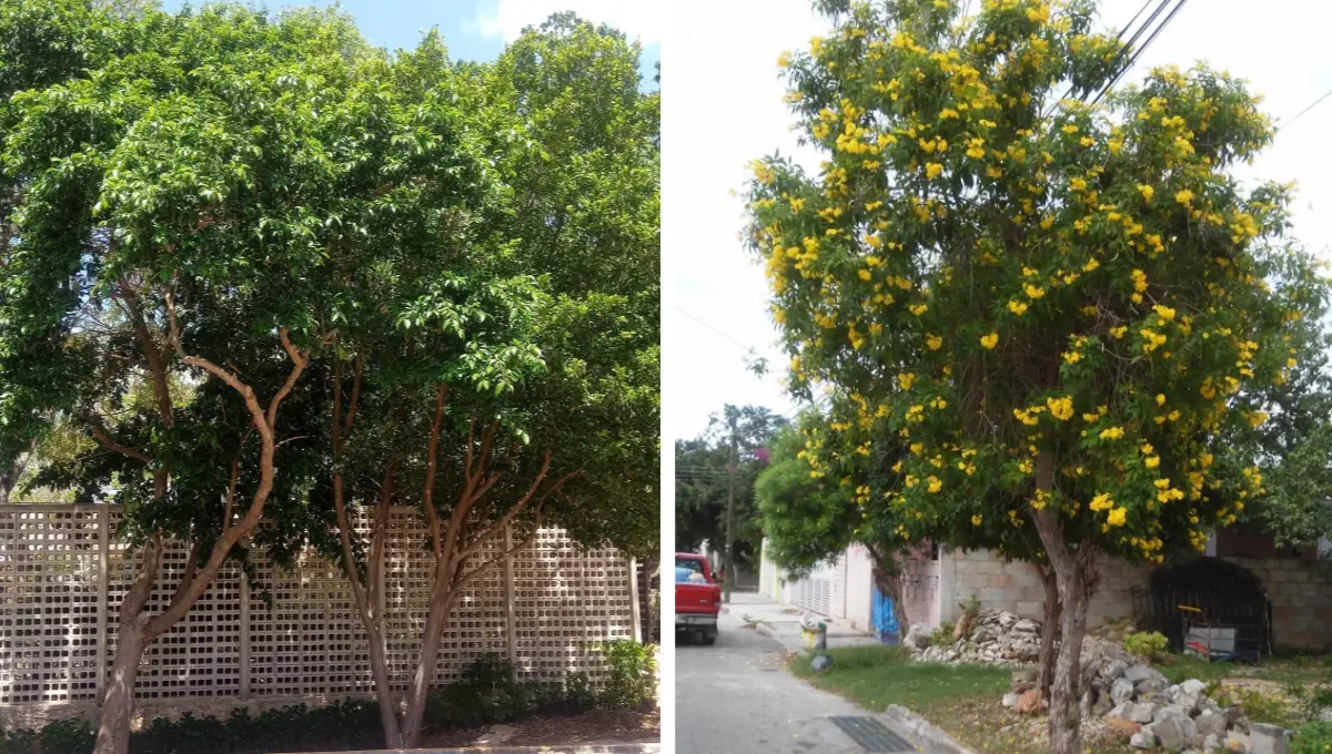 Los árboles dan sombra y ayudan a reducir el calor en la casas Fotos: CICY