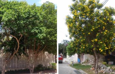 ¿Cómo adoptar un árbol en Mérida? Esto es lo que tienes que saber