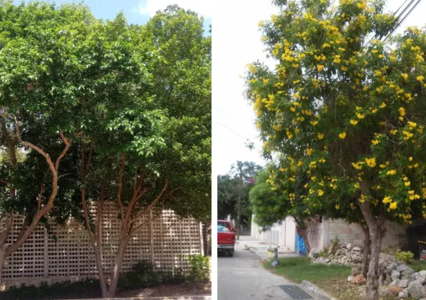 ¿Cómo adoptar un árbol en Mérida? Esto es lo que tienes que saber