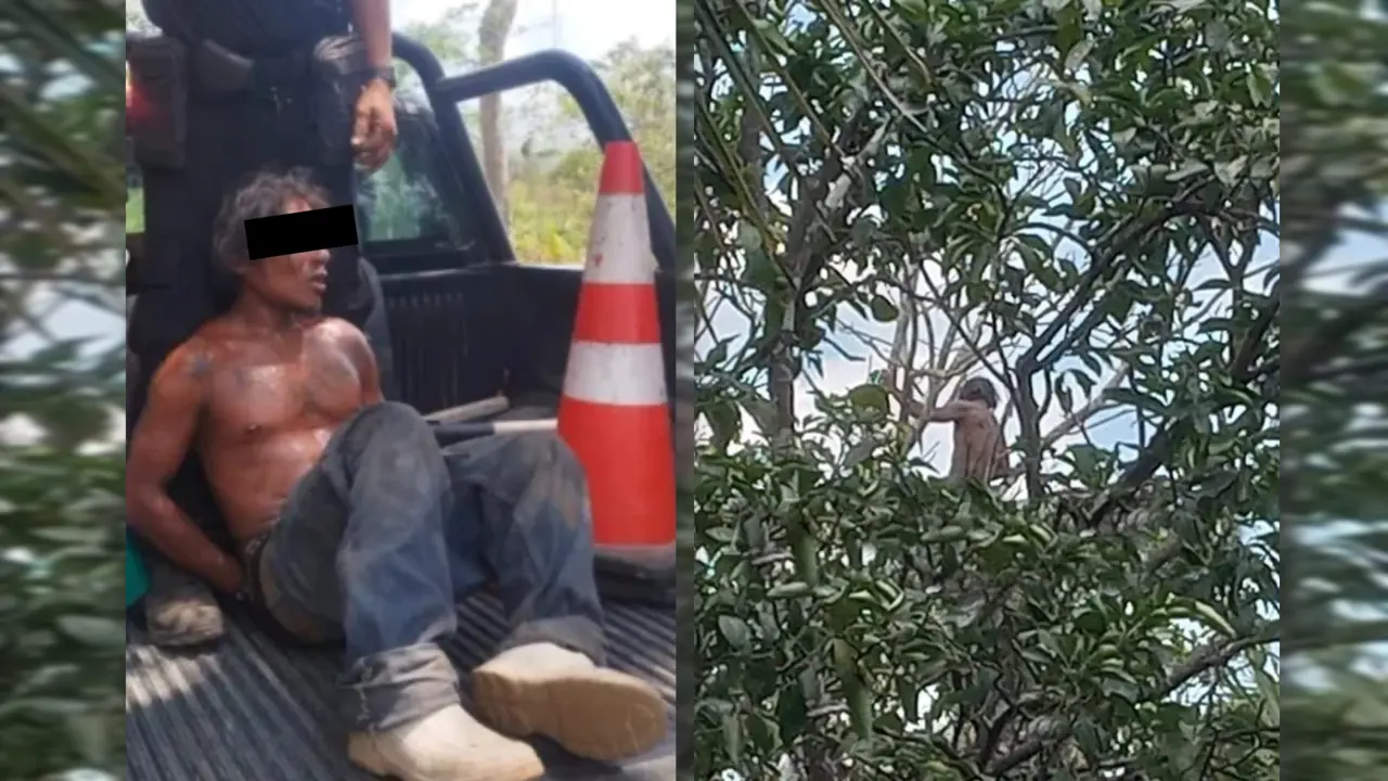 El sujeto se quedó atrapado en el árbol tras subir al intentar eludir a la ley Foto: Redes sociales