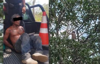 Arrestado tras tratar de escapar de la policía trepando un árbol en Tizimín