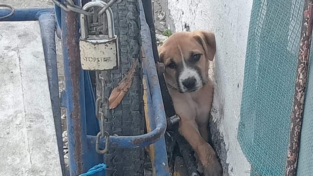 Denuncian casos de maltrato animal en Progreso; van dos esta semana