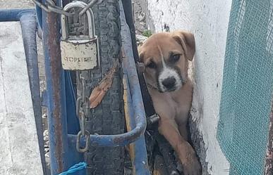 Denuncian casos de maltrato animal en Progreso; van dos esta semana