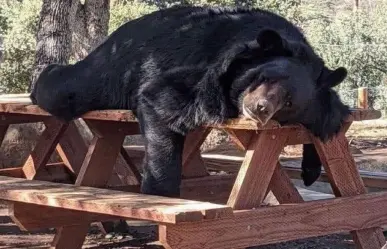 ¿Es reciente? Captan a oso acostado en banca de madera en Facultad