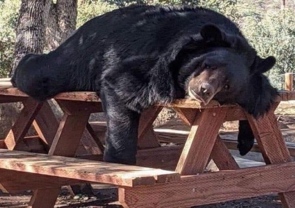 ¿Es reciente? Captan a oso acostado en banca de madera en Facultad