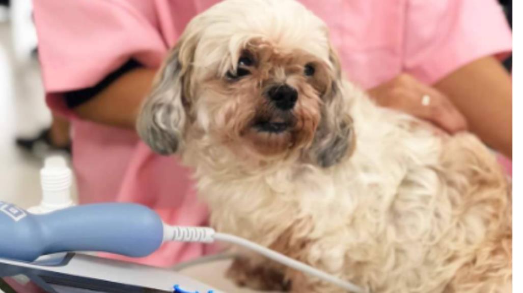 Día mundial del veterinario: Así se celebra en México