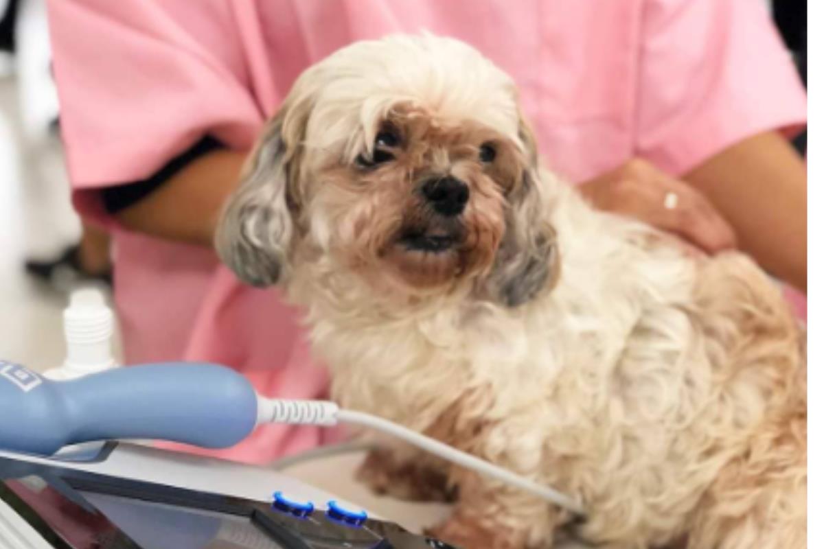 Día del veterinario en México. Foto tomada de (Instagram) @TL Médica México