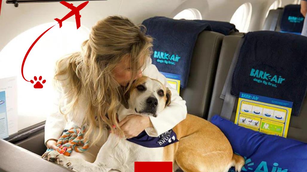 Aerolínea para perritos; es una realidad viajar en avión con tu mascota