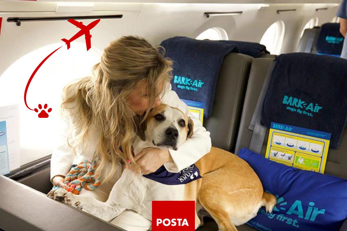 Aerolínea Bark Air lanza vuelo para mascotas. Foto: POSTA