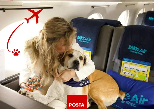 Aerolínea para perritos; es una realidad viajar en avión con tu mascota