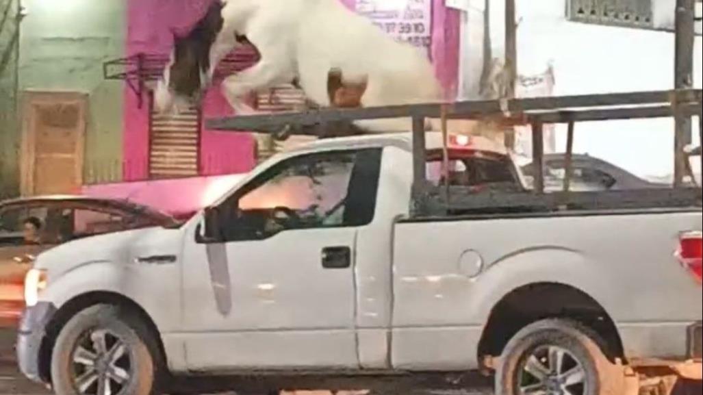 Caballo se inquieta y baja de camioneta que lo transportaba en Guadalupe (VIDEO)